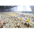 leon Complete automatic pan feeding for poultry equipments